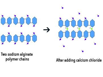 Model showing the crosslinking of sodium alginate